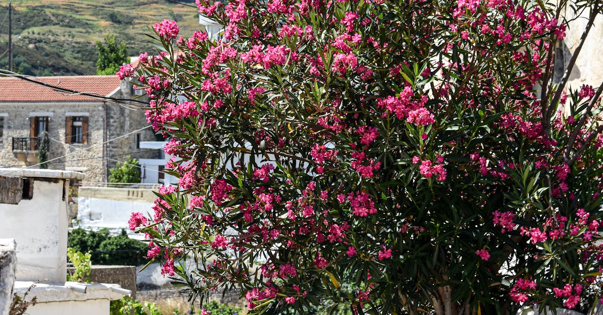 Alstonville, New South Wales